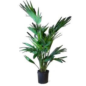 Chinese Fan Palm 10 Inch Pot